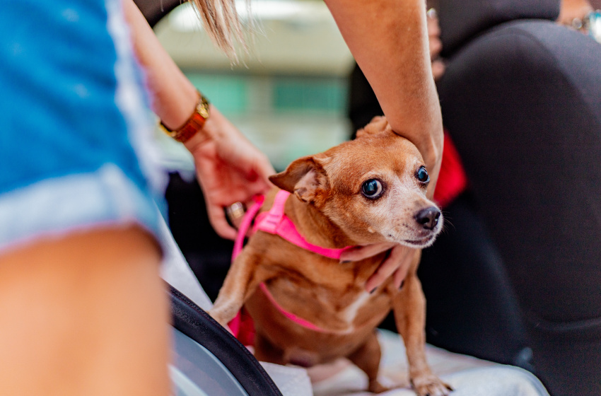 Saiba Como Transportar Animais De Estima O De Forma Correta E Segura