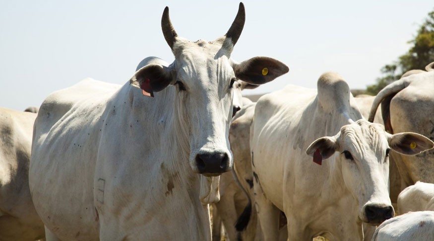 Foto: Licia Rubinstein