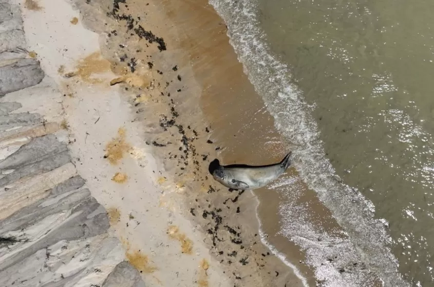 Foto: Instituto Biota