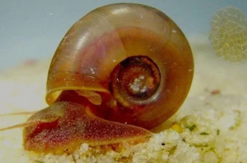 Saúde orienta para prevenção, diagnóstico e tratamento da Esquistossomose