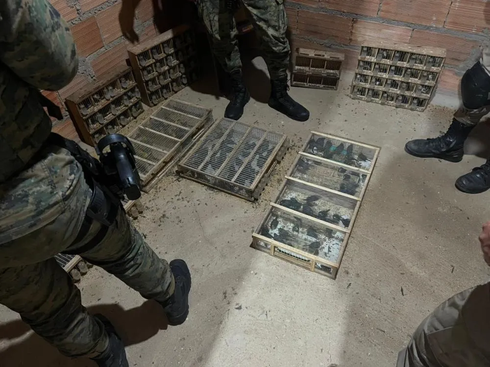 Operação é deflagrada contra organização interestadual de tráfico de animais silvestres