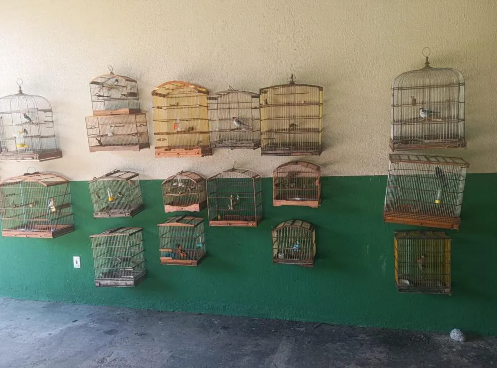 Polícia resgata 36 aves silvestres em cativeiros ilegais