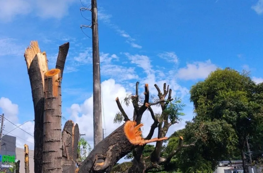Prefeitura autua Equatorial por poda e supressão irregular de árvores na Cambona