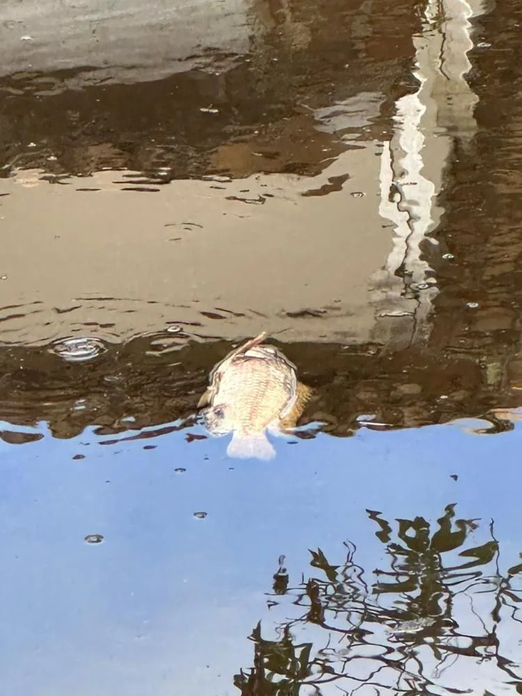 Polícia investiga morte de peixes no Rio Maceiozinho, na Barra de São Miguel