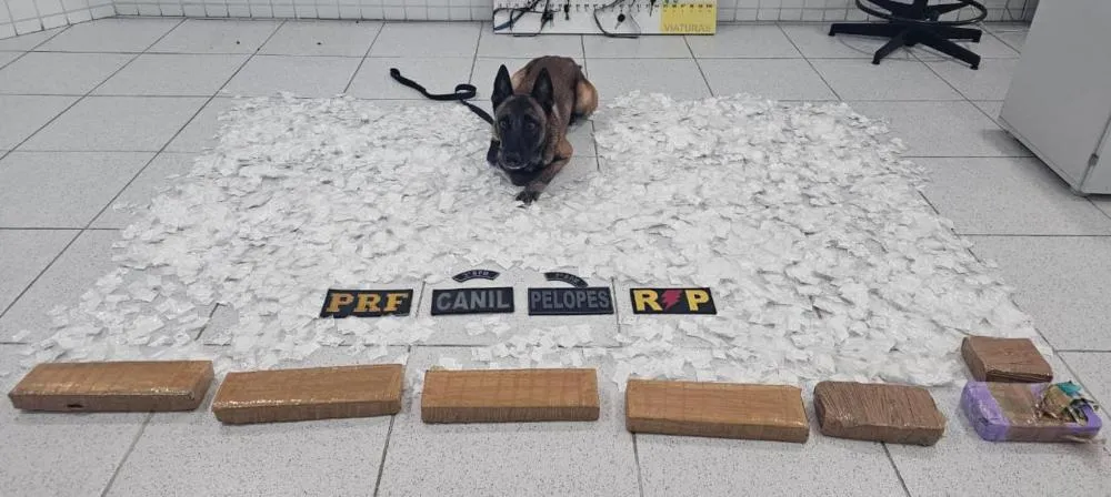 Operação intercepta carga de drogas avaliada em R$ 500 mil e prende traficante em Canapi