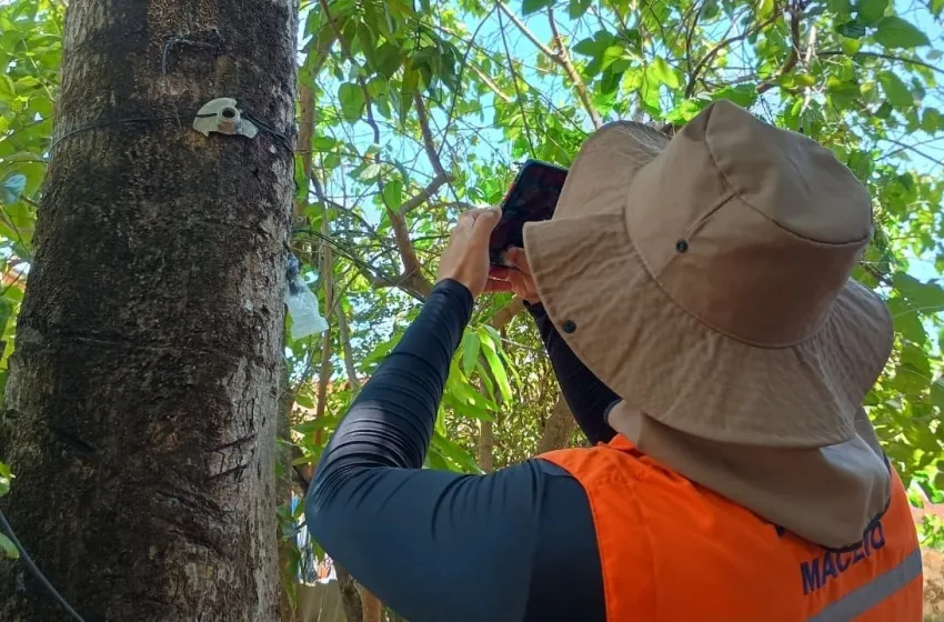 Saiba como identificar árvores com risco durante o período chuvoso
