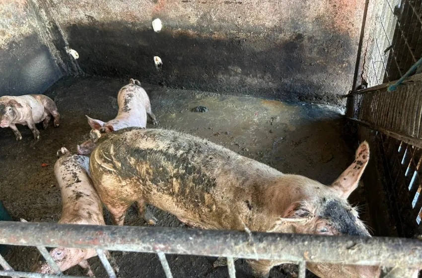 Ação integrada remove pocilgas do entorno do Mercado da Produção