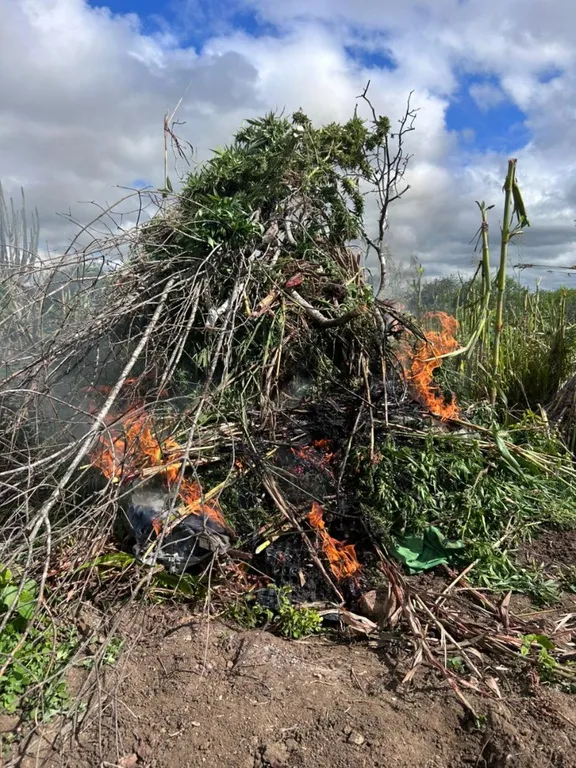 Polícias Federal e Militar destroem 2,8 mil pés de maconha