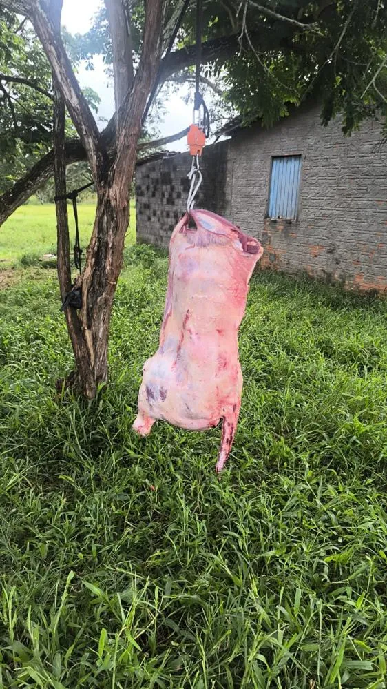 Polícia interdita abate clandestino em Penedo
