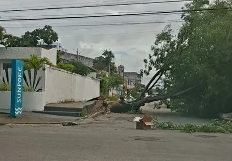 Árvore cai e bloqueia via da Jatiúca, em Maceió