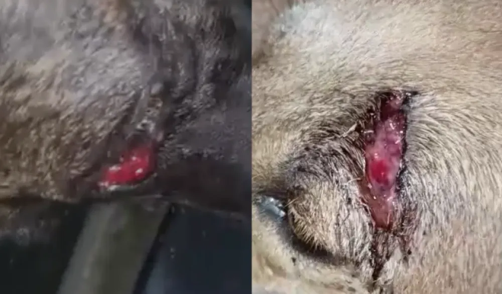 Polícia investiga maus-tratos contra cinco cães em situação de rua em São Miguel dos Campos