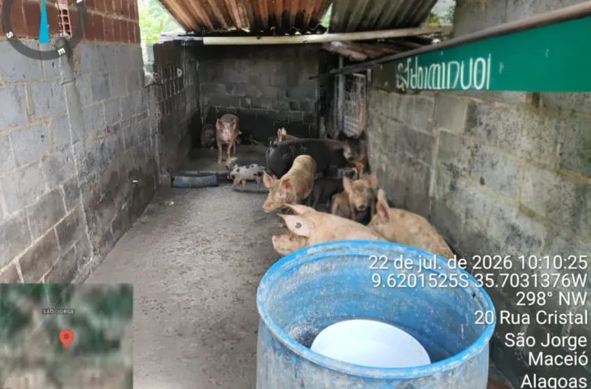 Fiscalização fecha pocilga no São Jorge após denúncia