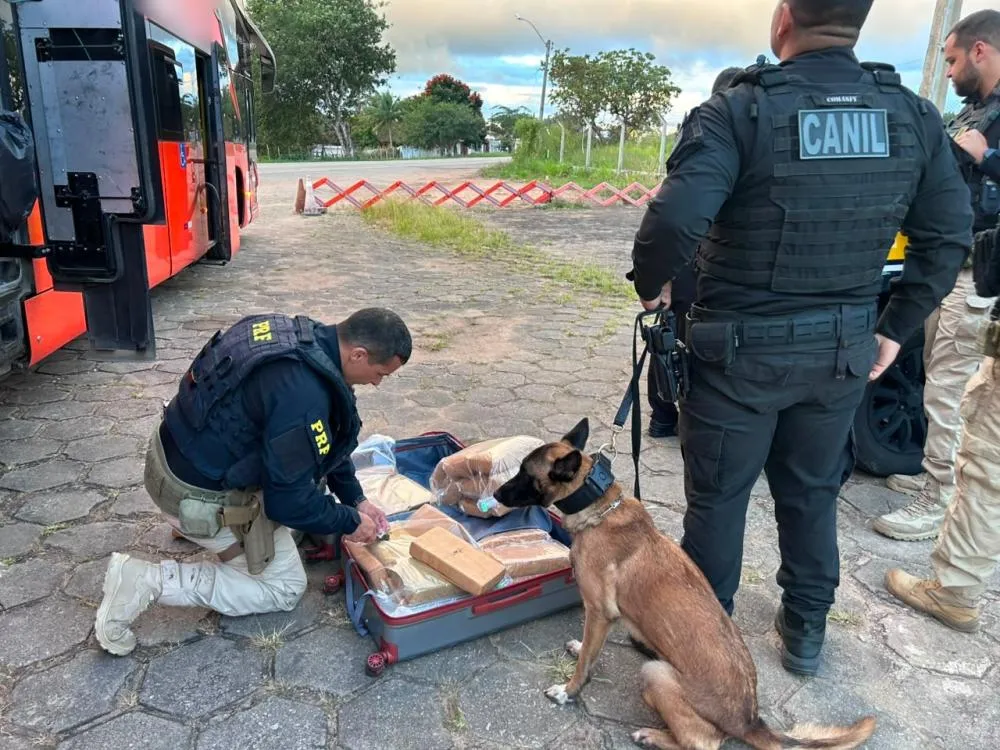 PRF, em ação conjunta, apreende 31kg de maconha em São Sebastião