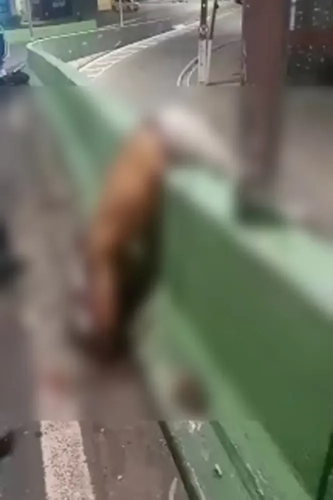 Foto: Reprodução