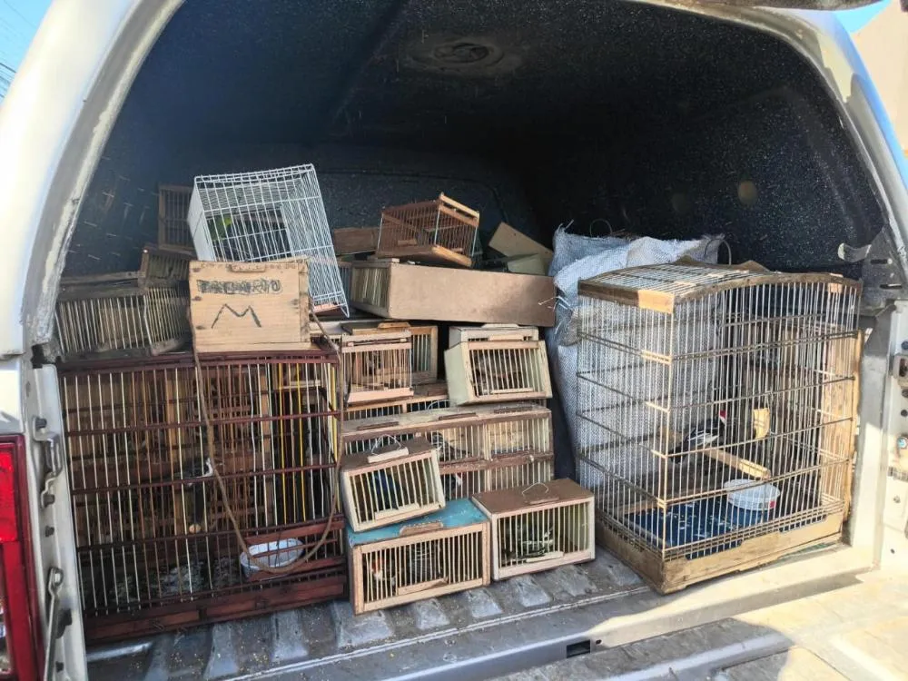 Polícia apreende 442 animais silvestres em Alagoas