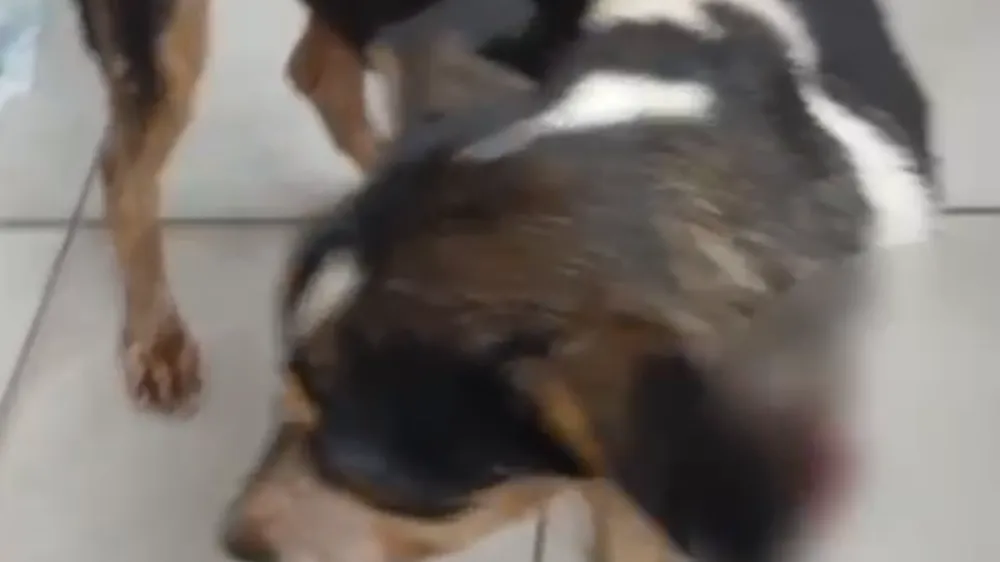 Morte de cão e denúncias de agressões leva ao indiciamento de duas mulheres