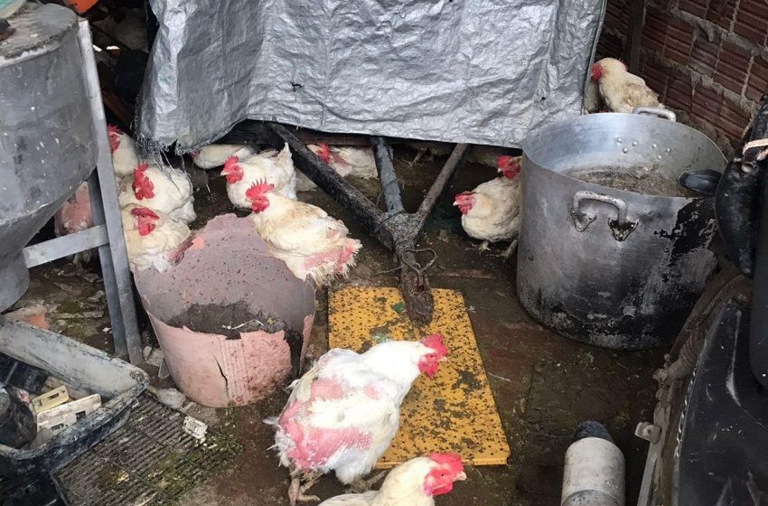 Foto: Vigilância Sanitária de Maceió