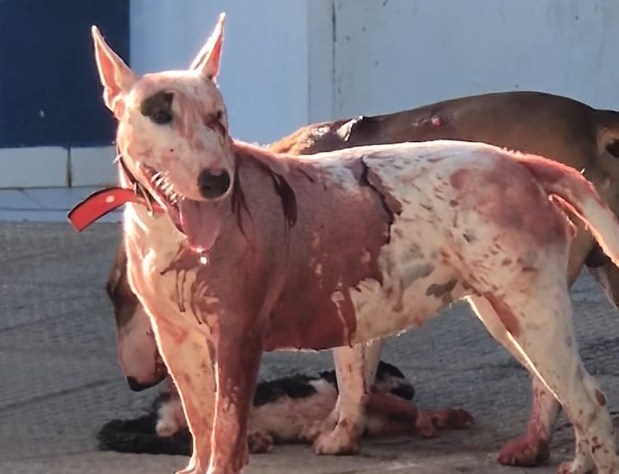 Ataque de cães da raça Bull Terrier causa desespero e mata gato em frente a um ginásio de esportes em Maceió